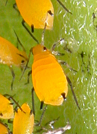 Oleander Aphid